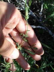 Rafinesquia californica