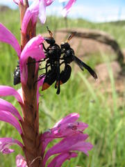 Synagris