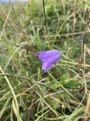 Campanula moravica