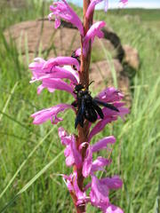 Synagris