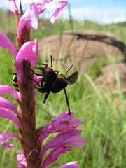 Synagris