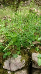 Lathyrus aphaca