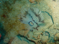 Sabella pavonina