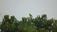 Crithagra sulphurata