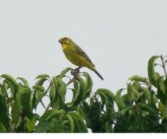 Crithagra sulphurata