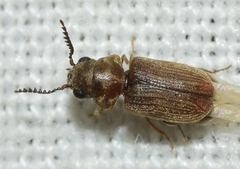 Xyletinus bucephalus