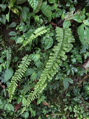 Hymenasplenium adiantifrons