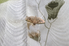 Apilocrocis
