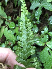 Hymenasplenium adiantifrons
