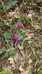 Cyclamen repandum