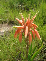Aloe cooperi