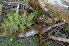 Dicksonia fibrosa