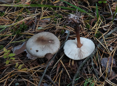 Rhodocollybia asema