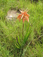 Aloe cooperi