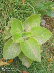 Magnoliopsida