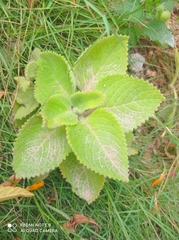 Magnoliopsida