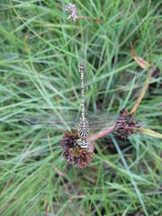 Ceratogomphus pictus