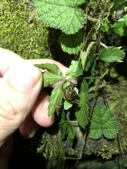 Petalochlamys