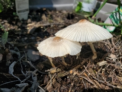 Leucocoprinus ianthinus