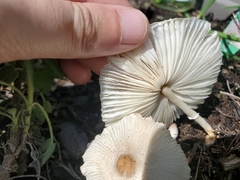 Leucocoprinus ianthinus