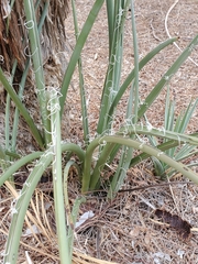 Hesperaloe parviflora