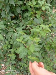 Lippia alba