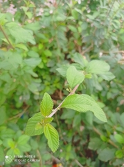 Lippia alba