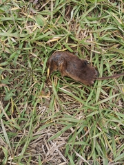 Sorex arcticus