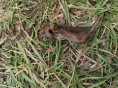 Sorex arcticus
