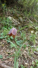 Fritillaria montana