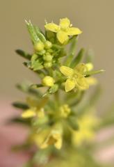 Galium capense capense