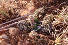 Ledebouria ovatifolia