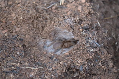 Harpactira hamiltoni