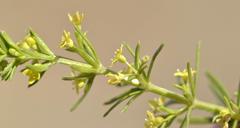 Galium capense capense