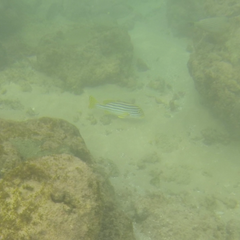 Plectorhinchus vittatus