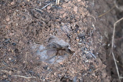 Harpactira hamiltoni