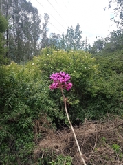 Epidendrum jamiesonis