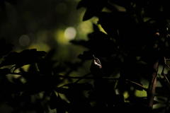 Batis capensis capensis