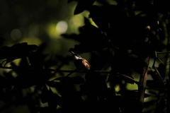 Batis capensis capensis