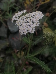 Achillea asiatica