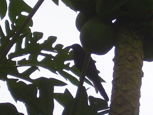 Chestnut-winged Starling (Onychognathus fulgidus), photo 3