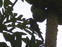 Onychognathus fulgidus