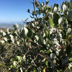 Garrya elliptica