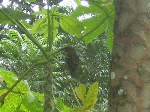 Giant Weaver (Ploceus grandis), photo 3