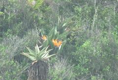 Strelitzia reginae reginae