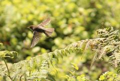 Cisticola fulvicapilla fulvicapilla