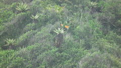 Strelitzia reginae reginae
