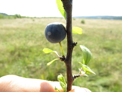 Prunus spinosa dasyphylla