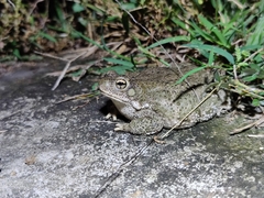 Duttaphrynus stomaticus