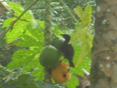 Turdus olivaceofuscus